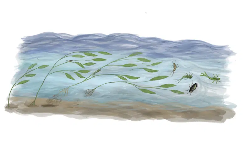 Tegning, der viser, hvor svært det er for smådyr at holde sig fast i vandstrømmen ved skybrud